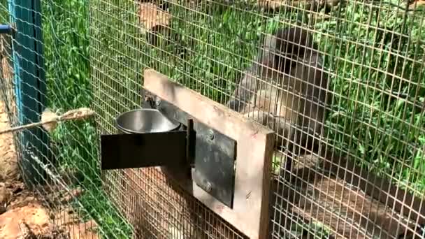 Африканська Зелена Мавпа Або Вервет Chlorocebus Aethiops — стокове відео