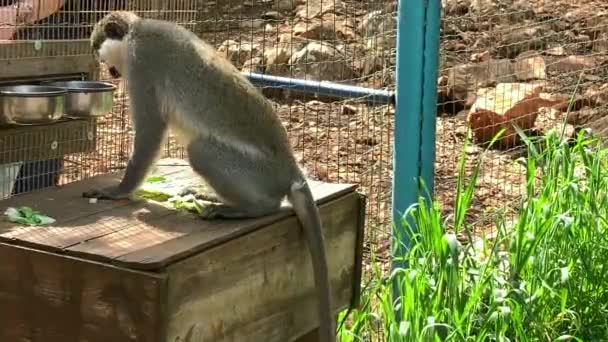 Afrika Yeşil Maymunu Veya Vervet Klorocebus Aethiops — Stok video