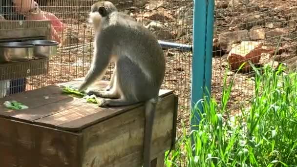 Африканська Зелена Мавпа Або Вервет Chlorocebus Aethiops — стокове відео