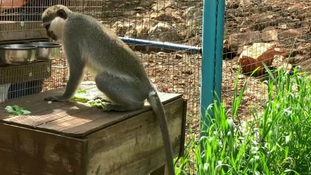 Afrika Yeşil Maymunu Veya Vervet Klorocebus Aethiops — Stok video