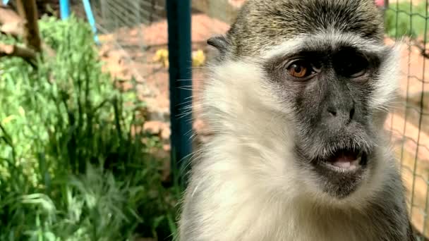 Retrato Macaco Verde Africano Vervet Chlorocebus Aethiops — Vídeo de Stock