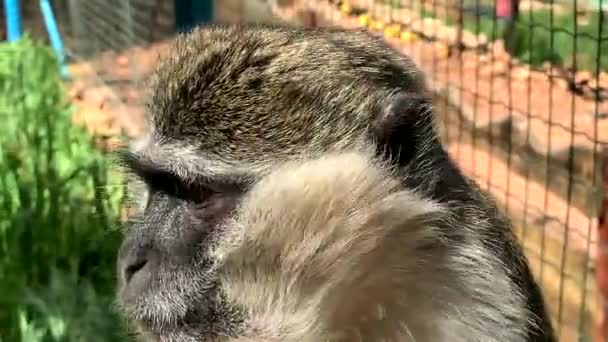 Portret Van Afrikaanse Groene Aap Vervet Chlorocebus Aethiops — Stockvideo