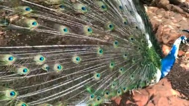 Dikilmiş ve yelpazelenmiş, uzun tüylü, göz benzeri işaretleri olan bir erkek turuncu baykuş. 4K