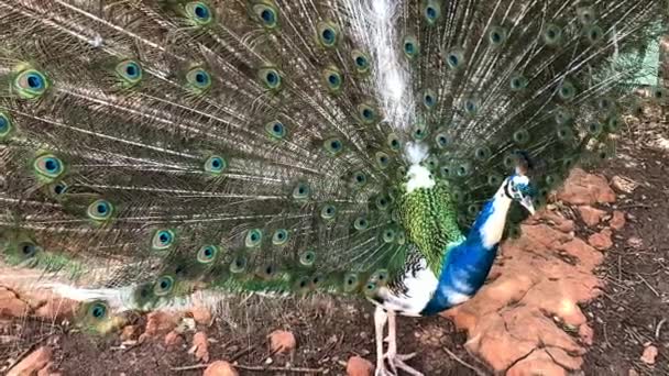 Peafowl Macho Con Plumas Erigidas Desplegadas Exhibición Muy Largas Que — Vídeo de stock