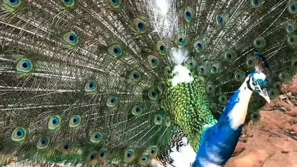 Peafowl Masculino Com Erguido Ventilado Para Fora Exposição Penas Muito — Vídeo de Stock