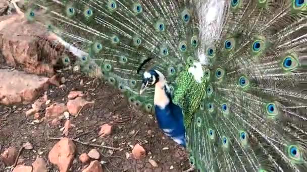 Mannelijke Peafuil Met Opgericht Uitwaaierbaar Display Zeer Lange Veren Die — Stockvideo