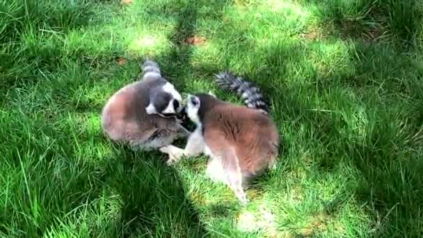 Trawie Grają Dwa Lemury Ogonem Pierścienia — Wideo stockowe