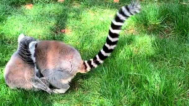 Trawie Grają Dwa Lemury Ogonem Pierścienia — Wideo stockowe