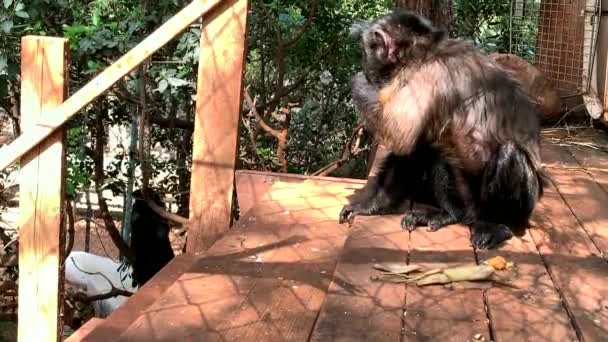 Capuchin Apa Vid Aviär Skuggan Träd — Stockvideo