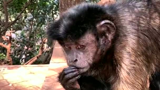 그늘에서 먹이를 친원숭이의 — 비디오