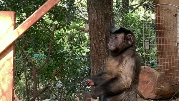 Retrato Mono Capuchino Aviario Sombra Los Árboles — Vídeo de stock