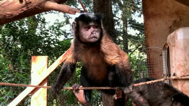 Ağaçların Gölgesindeki Kuşhanede Kapuçin Maymunu — Stok video