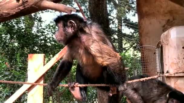 Ağaçların Gölgesindeki Kuşhanede Kapuçin Maymunu — Stok video