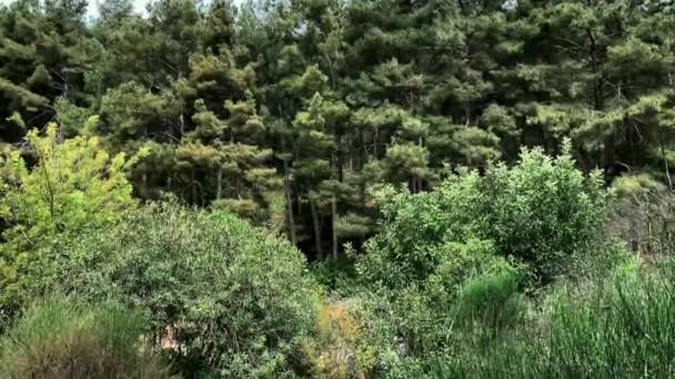 Hutan Pohon Pinus Yang Mekar — Stok Video