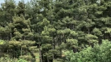 Çiçek açan çam ağacı ormanı. 4K