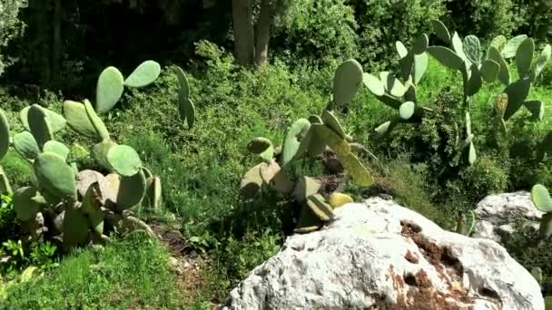 シャキシャキした洋ナシ サボテン 典型的には棘を持つ太い肉質の茎を持つ多肉植物で 葉がなく 公園で鮮やかに色のついた花を咲かせます イスラエルだ — ストック動画