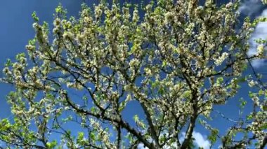 Güzel dekoratif tropik ağaç mavi gökyüzü arka planında beyaz çiçekler açıyor. 4K