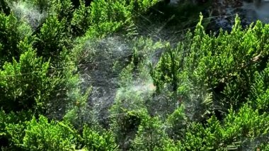 Çalılıklardaki örümcek ağı rüzgarda sallanıyor. 4K