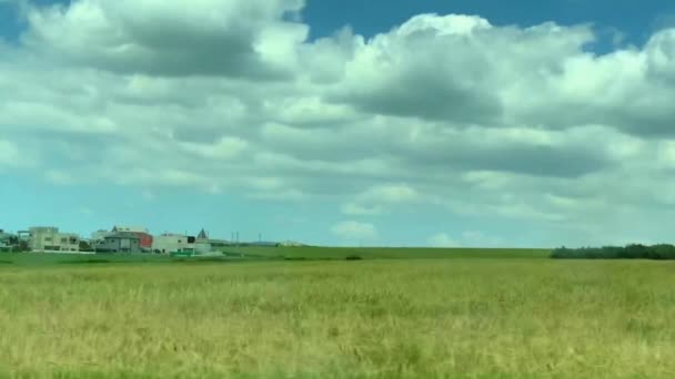 Yellow Grain Ready Harvest Growing Farm Field Lower Galilee — Stock Video