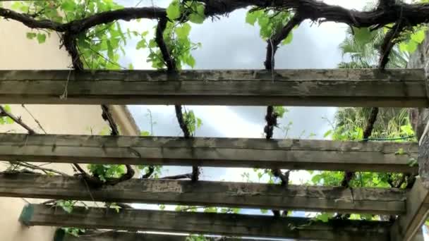 Druivenstokken Bedekken Houten Prieel Vroege Lente Voorafgaand Aan Bladeren — Stockvideo