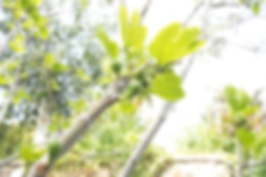 Bulutlu arka planda meyve yumurtalığı olan incir ağacı. Bulanık görünüm