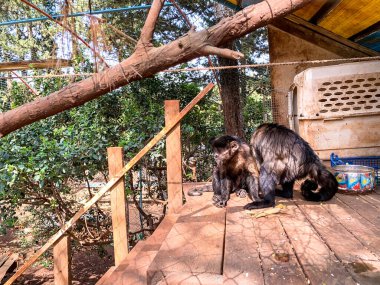Ağaçların gölgesindeki kuşhanede kapuçin maymunu.