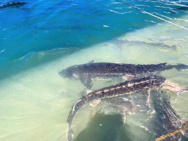 Yüzeye yakın sularda yüzen büyük mersin balıkları. Yukarıdan bak. Yavaş çekim