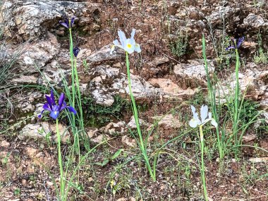 İspanyol iris ya da Iris tingitana Dağların yükseklerindeki çayırlarda çiçek açıyor