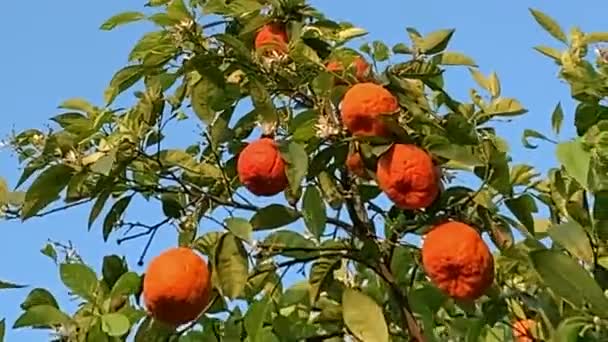 Tangerine Boom Met Grote Rijpe Vruchten Blauwe Lucht Achtergrond — Stockvideo