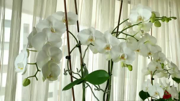 Açık Pencere Perdelerinin Arkasındaki Orkidelerden Oluşan Beyaz Çiçekleri Yakın Plan — Stok video