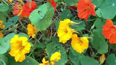 Nasturtium çiçekleri. Tropaeolum ya da nasturtium tam anlamıyla burun kıvırıcı ya da burun bükücü. Yıllık çiçek açan bitkilerin bir cinsidir. Diğer isimleri Tropaeolaceae, nasturtium, Nasturtium officinale, Tropeeolum majus. 4K