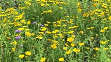 Kasımpatı sarı papatya çiçekleri. Parlak manzara arka planı. İsrail 'deki yabani otlak doğa tarlaları. HD