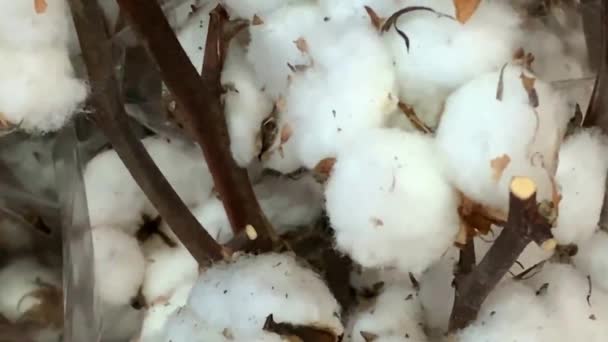 Close Ripe Cotton Bolls Branches Ready Harvest — Stock Video