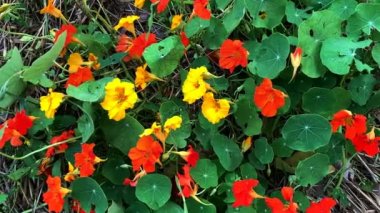 Nasturtium çiçekleri. Tropaeolum ya da nasturtium tam anlamıyla burun kıvırıcı ya da burun bükücü. Yıllık çiçek açan bitkilerin bir cinsidir. Diğer isimleri Tropaeolaceae, nasturtium, Nasturtium officinale, Tropeeolum majus. 4K
