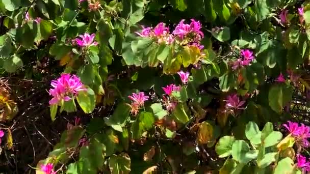 Bauhinia Branch Close Purple Pink Orchid Shape Flowers Orchid Tree — Stock Video