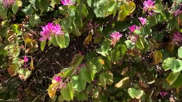 Bauhinia Zweig Aus Nächster Nähe Mit Lila Orchideenförmigen Blüten Orchideenbaum — Stockvideo