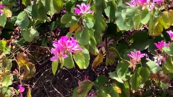 Баухінія Закрита Фіолетовими Квітами Рожевої Орхідеї Дерево Орхідей Цвіте — стокове відео