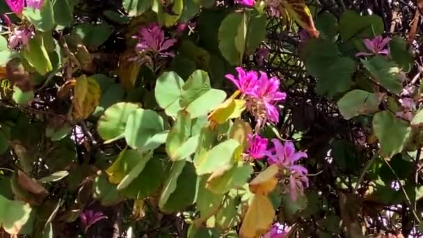 Bauhinia Zweig Aus Nächster Nähe Mit Lila Orchideenförmigen Blüten Orchideenbaum — Stockvideo