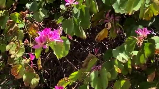 Bauhinia Zweig Aus Nächster Nähe Mit Lila Orchideenförmigen Blüten Orchideenbaum — Stockvideo