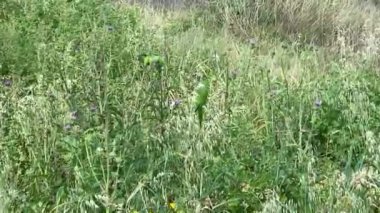 Keşiş papağanı (Myiopsitta monachus), devedikeni başlarından beslenen papağan olarak da bilinir. Vahşi yaşam hayvanı. HD