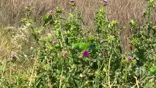 Parakeet Monge Myiopsitta Monachus Também Conhecido Como Papagaio Quaker Alimenta — Vídeo de Stock