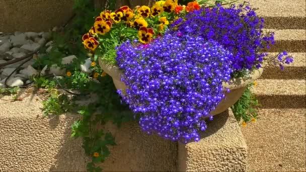 Flores Vaso Pedra Perto Dos Degraus Que Levam Entrada Casa — Vídeo de Stock