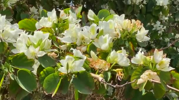 Ветвь Баухинии Закрывается Белыми Орхидеями Орхидея Цвету — стоковое видео