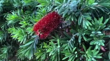 Kırmızı bir şişe fırça ağacı (Callistemon). HD