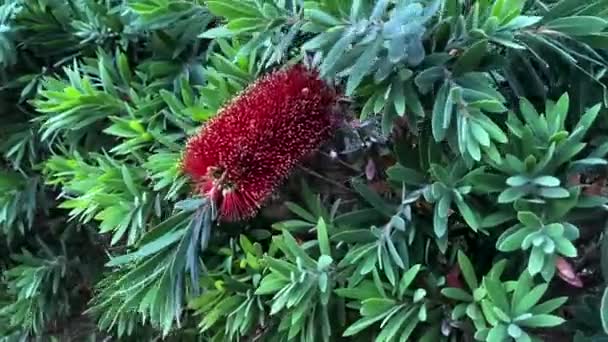 Kırmızı Bir Şişe Fırça Ağacı Callistemon — Stok video