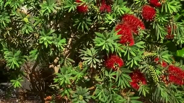 Uma Árvore Escova Garrafa Vermelha Callistemon — Vídeo de Stock