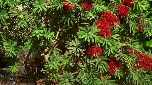 Árbol Cepillo Rojo Callistemon — Vídeos de Stock