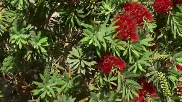 Kırmızı Bir Şişe Fırça Ağacı Callistemon — Stok video