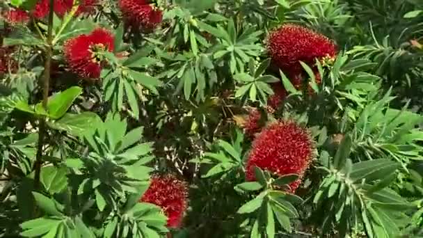 Kırmızı Bir Şişe Fırça Ağacı Callistemon — Stok video