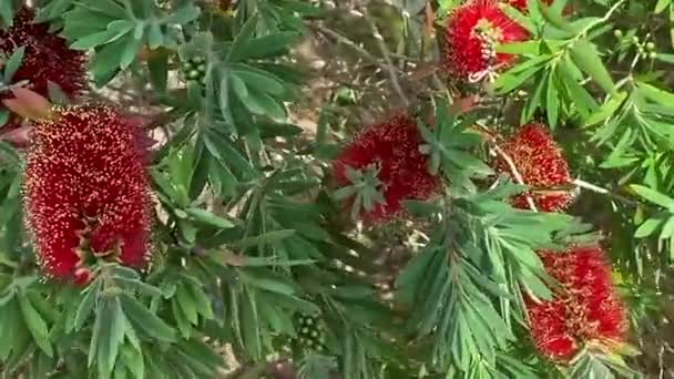 Czerwone Drzewo Szczotki Butelki Callistemon Tłumaczenie — Wideo stockowe